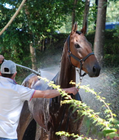 Gérer les chevaux en cas de canicule