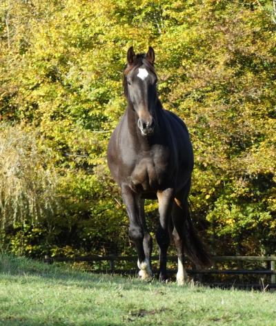 L’EARL des Fauvelières, dans l'Orne, atteint l'échelon progression à la suite de son évaluation de suivi !