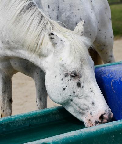 Gérer l’eau en période de gel : garantir l’accès à l’eau pour le bien-être des chevaux