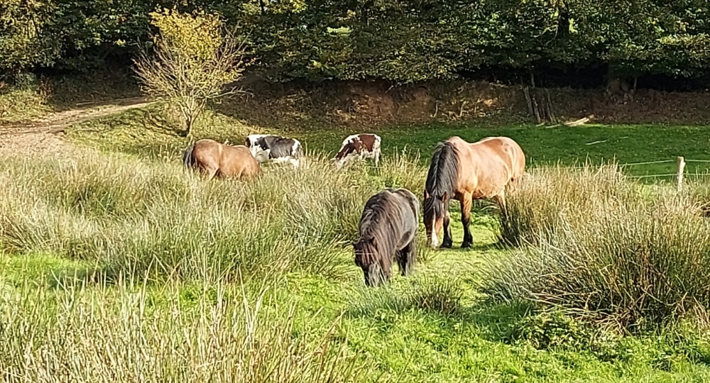 L'éco Ferme Pédagogique de Chambesne, un centre équi-social labellisé EquuRES