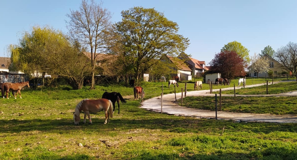 Les écuries des Platanes, centre équestre et écurie active dans l'Oise, labellisées EquuRES