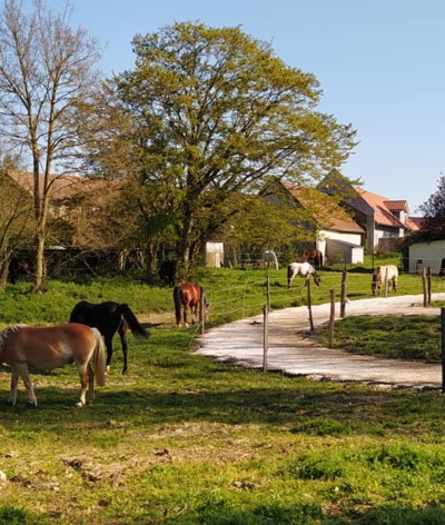 Les écuries des Platanes, centre équestre et écurie active dans l'Oise, labellisées EquuRES