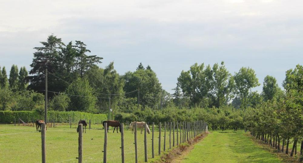 Les écuries des petits ifs, dans l'Eure, labellisées EquuRES