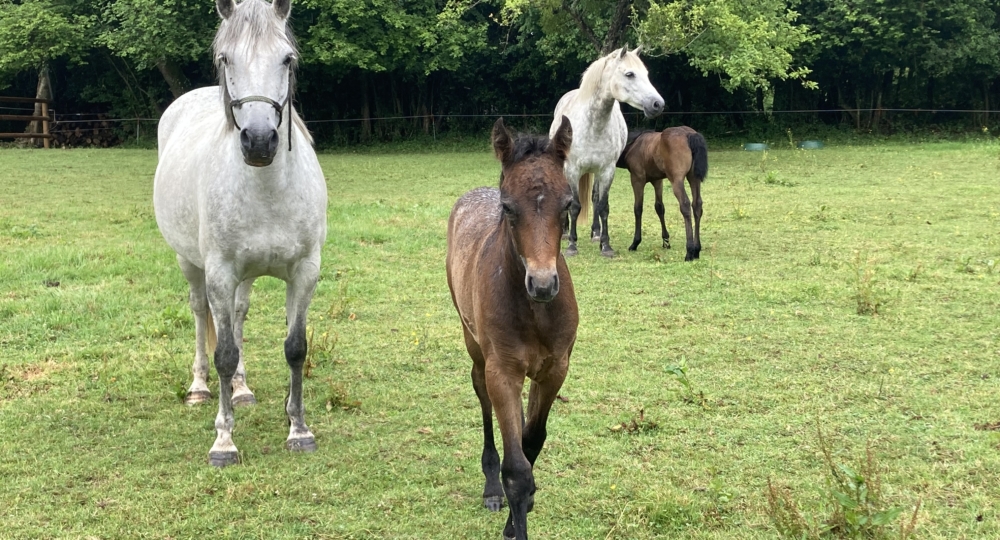 L'élevage du Rouvre, élevage de Connemara dans le Calvados est labellisé EquuRES