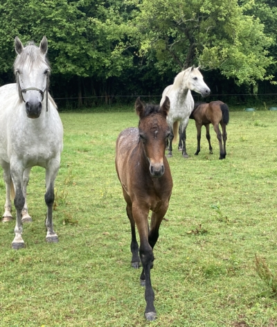 L'élevage du Rouvre, élevage de Connemara dans le Calvados est labellisé EquuRES