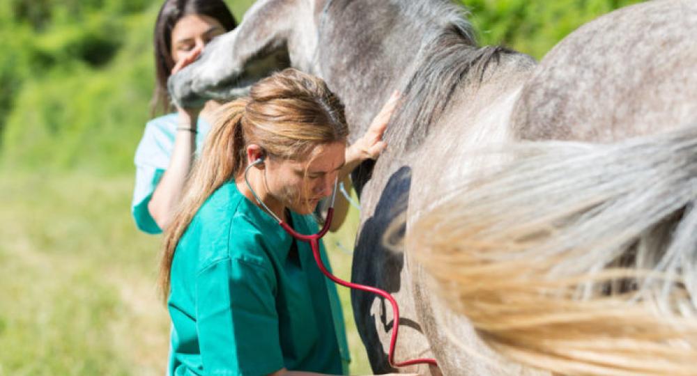 Prendre le pouls de son cheval