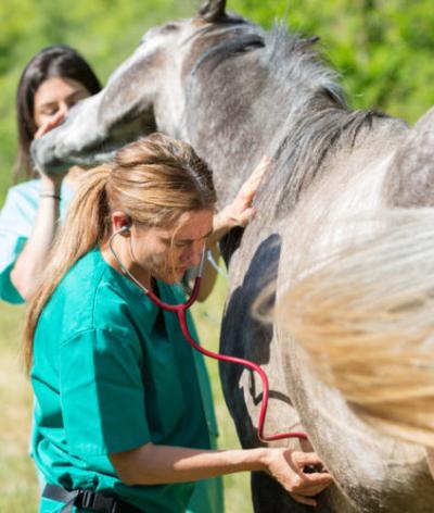 Prendre le pouls de son cheval