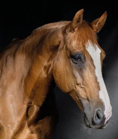 Le label EquuRES sera présent au Jumping International de Bordeaux