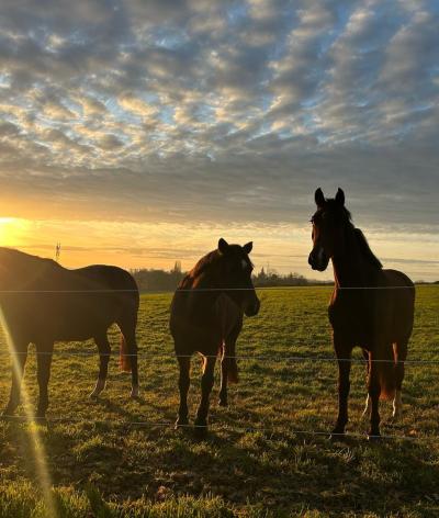 Les écuries Saint Clair de la Fondation Georges Boissel se labellisent EquuRES et atteignent le niveau progression