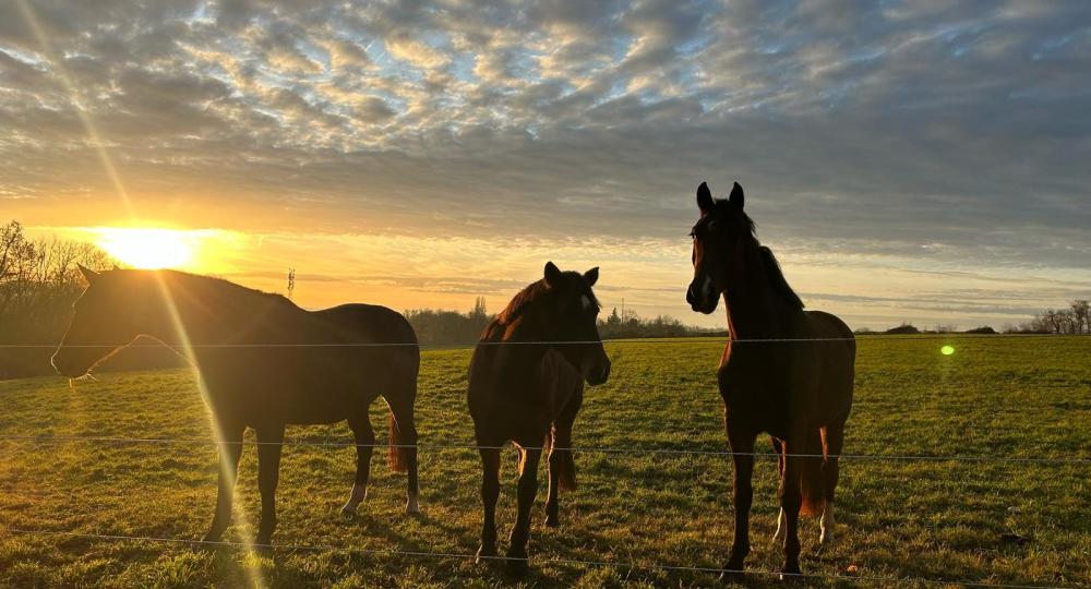 Les écuries Saint Clair de la Fondation Georges Boissel se labellisent EquuRES et atteignent le niveau progression