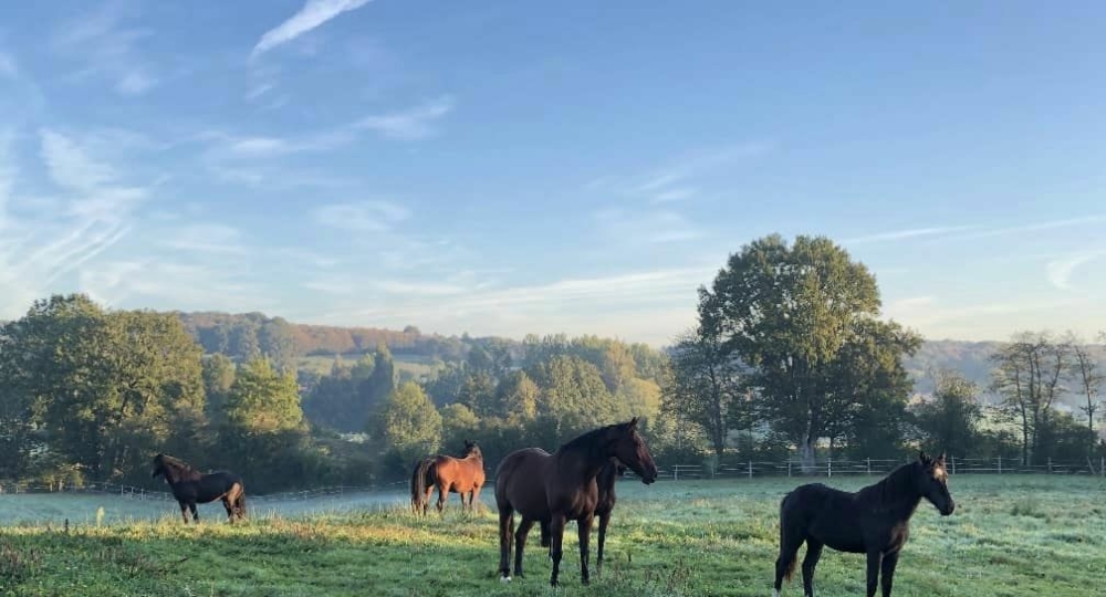 Le Haras du Sablon, dans l'Orne, labellisé EquuRES!