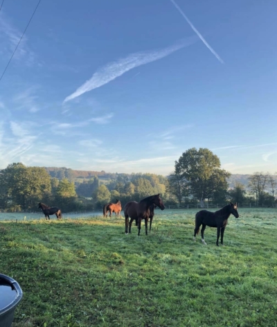 Le Haras du Sablon, dans l'Orne, labellisé EquuRES!