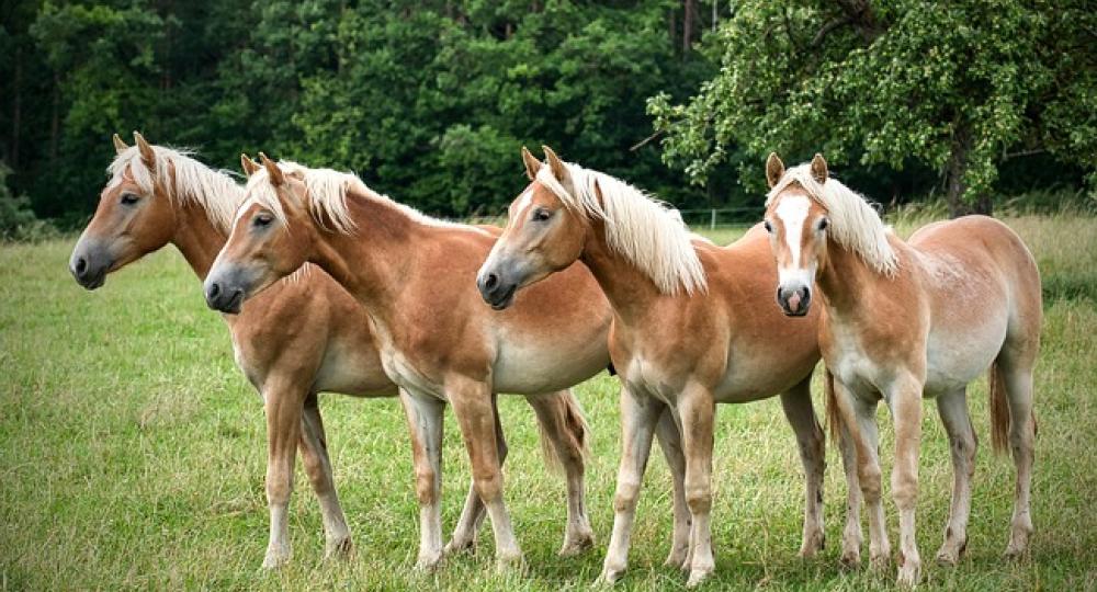 L'élevage Ecrin blanc, situé dans la Haute-Marne, se labellise EquuRES