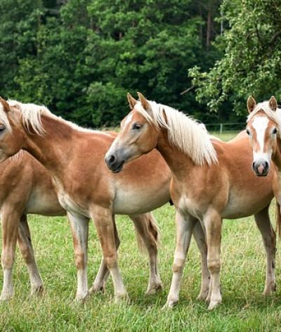 Le centre de reproduction de Ségré, situé dans la Haute-Marne, se labellise EquuRES