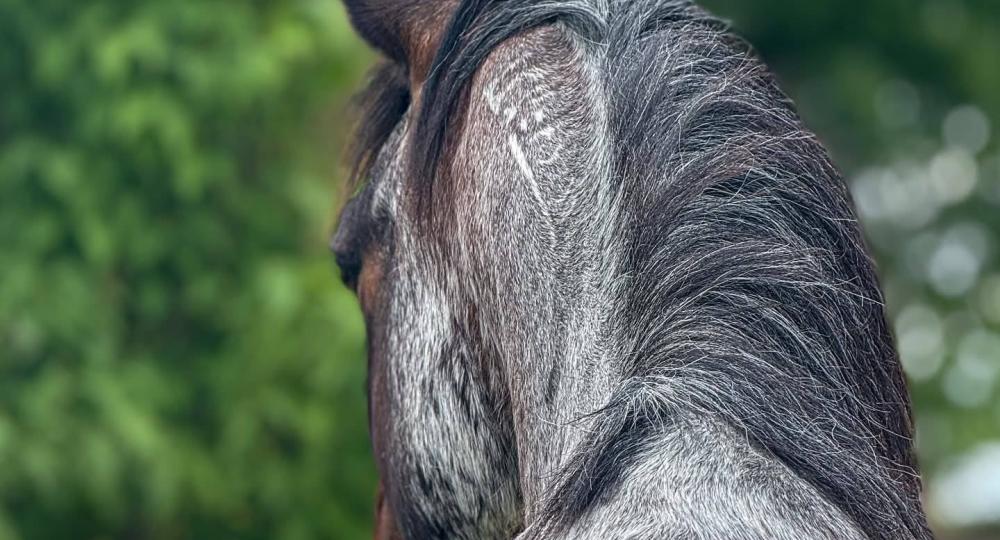 Le Centre Equestre de Verneuil sur Avre, situé dans l'Eure, renouvelle sa labellisation et atteint le niveau progression