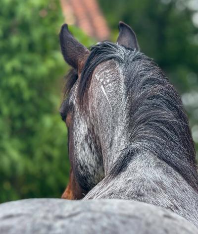 Le Centre Equestre de Verneuil sur Avre, situé dans l'Eure, renouvelle sa labellisation et atteint le niveau progression