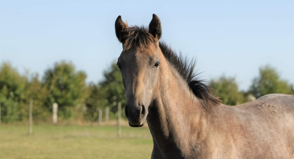 Les Ecuries des Bas Marquets, dans le Calvados, labellisées EquuRES à l'échelon Engagement !