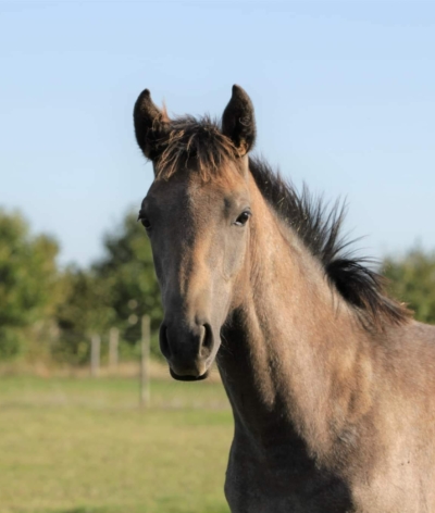 Les Ecuries des Bas Marquets, dans le Calvados, labellisées EquuRES à l'échelon Engagement !