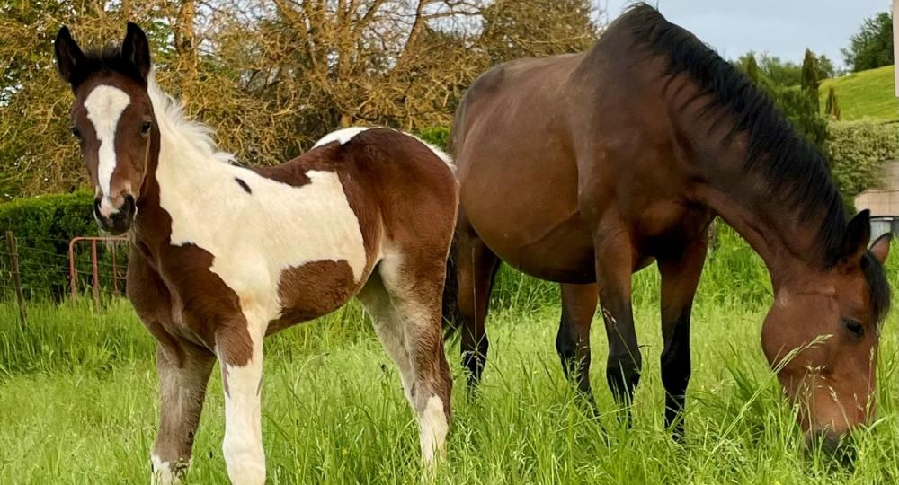 Le centre de reproduction de Ségré, situé dans la Haute-Marne, se labellise EquuRES