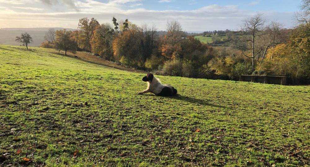 L'écurie des Champeaux, dans l'Orne, s'engage pour le bien-être animal et l'environnement