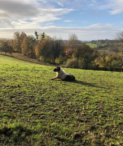 L'écurie des Champeaux, dans l'Orne, s'engage pour le bien-être animal et l'environnement