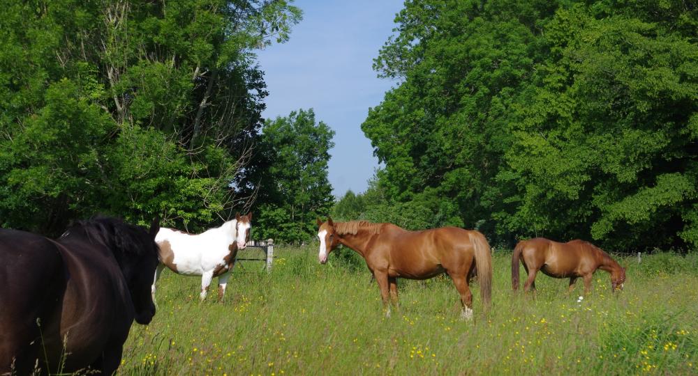 L’Écurie du Vieux Cyprès, située à Conteville, est labellisée EquuRES à l’échelon Progression !