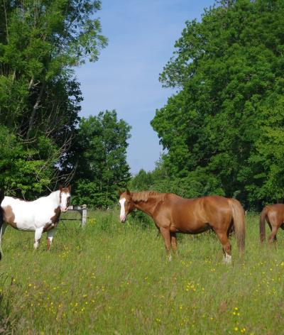L’Écurie du Vieux Cyprès, située à Conteville, est labellisée EquuRES à l’échelon Progression !