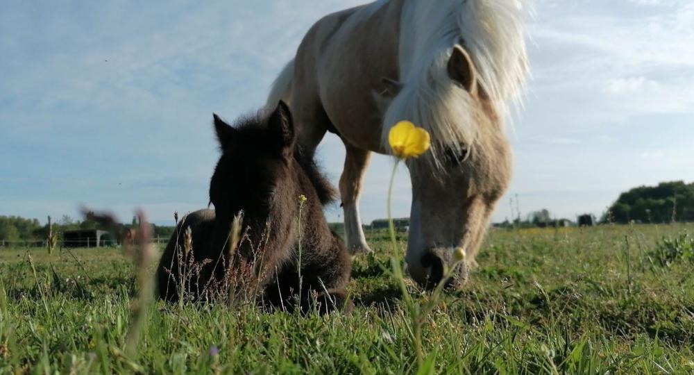 Le Domaine des A s'engage pour le bien-être animal et l'environnement