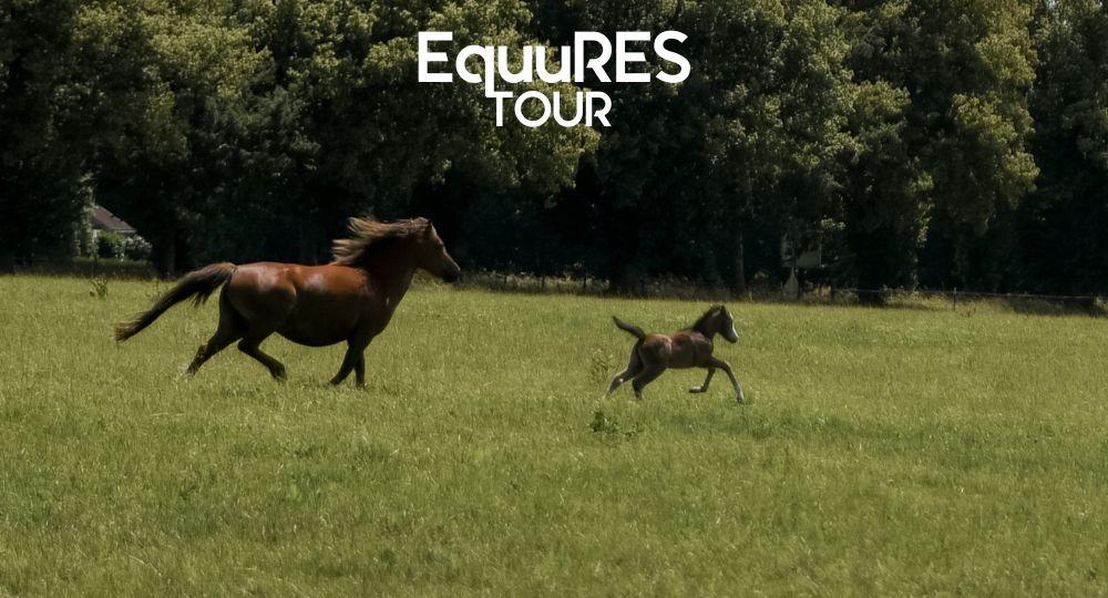 Retour sur l’EquuRES Tour en région Centre-Val de Loire : des échanges riches autour du bien-être équin