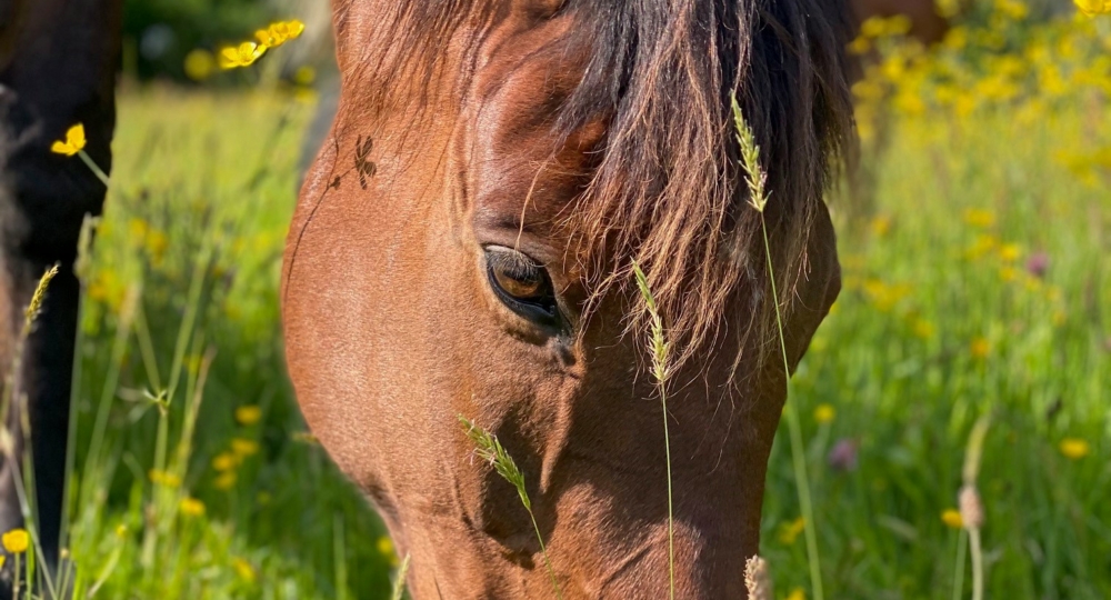 Le Haras Saint Yves à Vigneux de Bretagne labellisé EquuRES pour son ouverture !