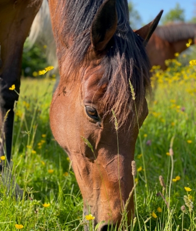 Le Haras Saint Yves à Vigneux de Bretagne labellisé EquuRES pour son ouverture !