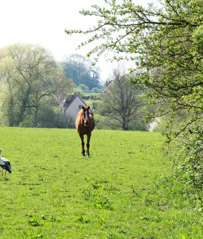 Accueillir la biodiversité faunistique dans le milieu équin