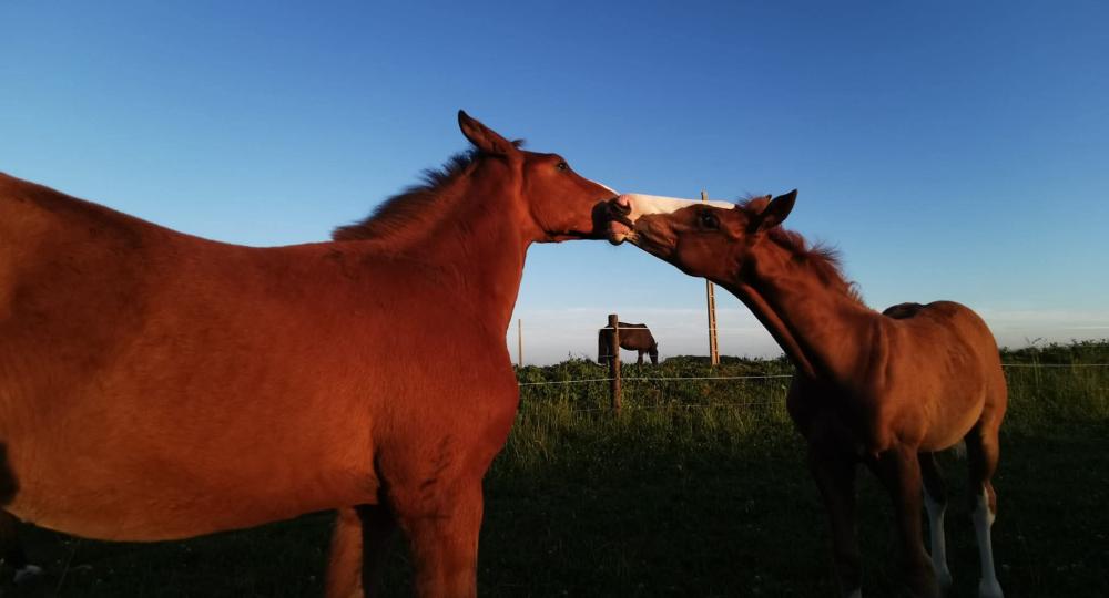 Le Haras du Fay, dans l'Eure, est labellisé EquuRES bien-être animal et environnement !