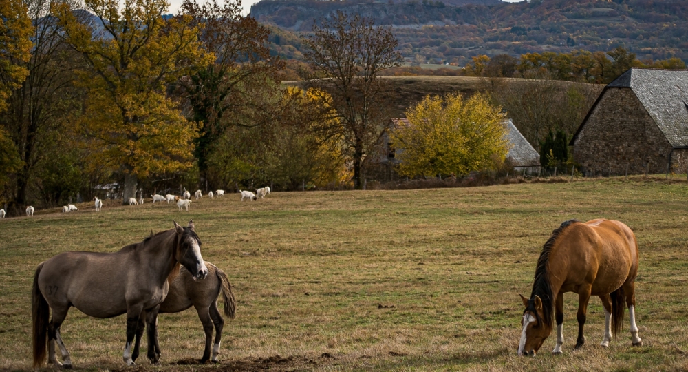 La ferme équestre de Montassou, élevage de Criollos, dans le Cantal