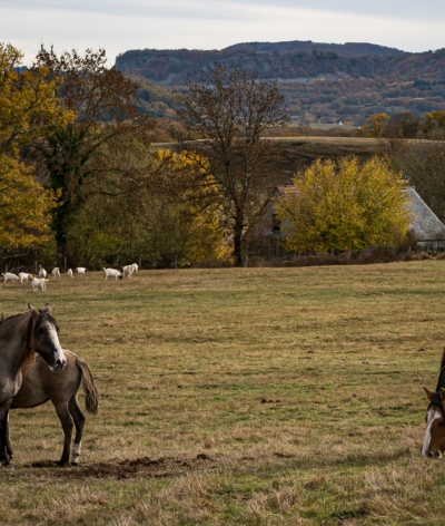 La ferme équestre de Montassou, élevage de Criollos, dans le Cantal