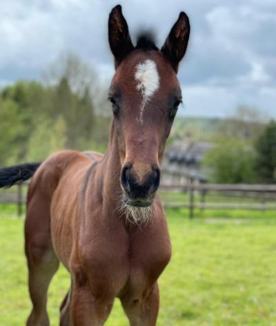 Le Haras de Blancastel atteint le niveau progression lors de son évaluation de suivi !