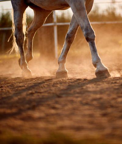 Formation "Apprendre à lire la locomotion de son cheval"