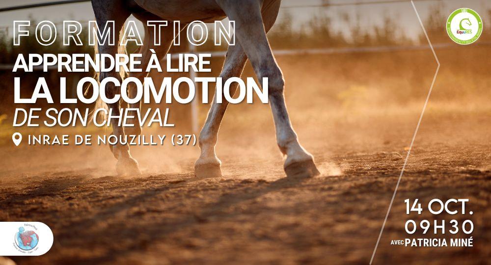 Formation "Apprendre à lire la locomotion de son cheval"