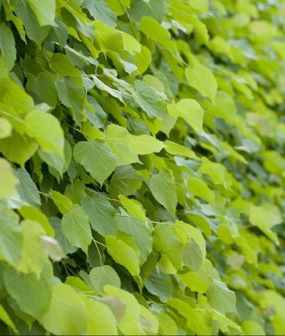 Le label EquuRES aux 6e Rencontres Normandes pour le Développement Durable : Focus sur la Haie