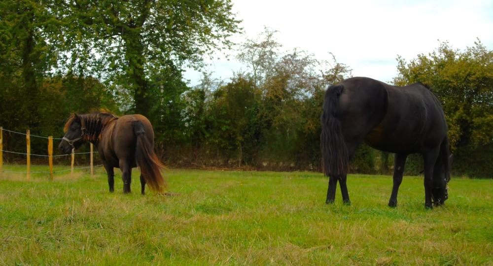 Le Haras aux Vieux Chênes, situé dans l'Eure, obtient la labellisation EquuRES