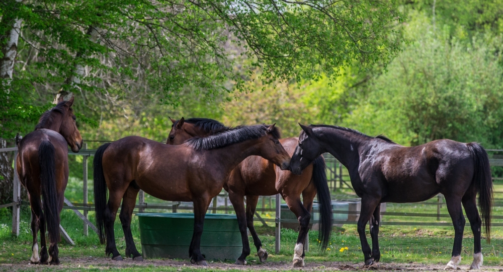 Le Haras de la Cense, dans les Yvelines, renouvelle sa labellisation EquuRES !