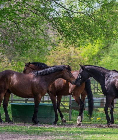 Le Haras de la Cense, dans les Yvelines, renouvelle sa labellisation EquuRES !