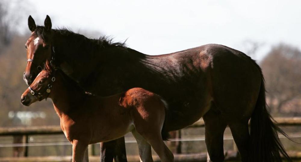 Le Haras de la Tuilerie, dans l’Orne, renouvelle sa labellisation EquuRES !