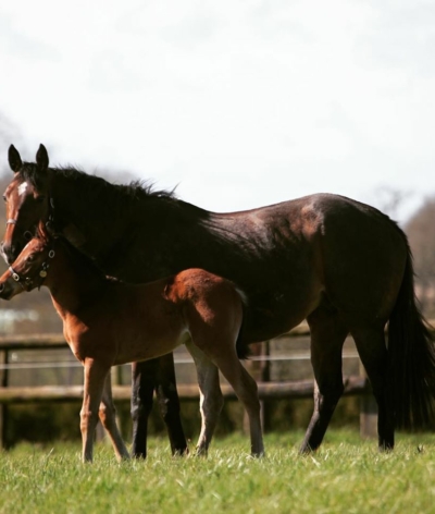 Le Haras de la Tuilerie, dans l’Orne, renouvelle sa labellisation EquuRES !