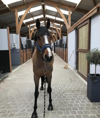 Le Haras du Breuil, dans le Calvados, s'engage en faveur du bien-être et de l'environnement !