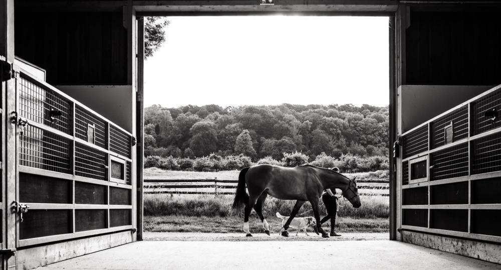 Le Haras du Haut des Parcs, dans le Calvados, obtient sa labellisation EquuRES