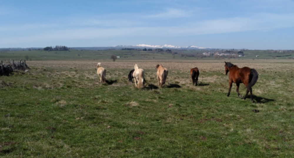 La ferme équestre de la Planèze, dans le Cantal, labellisée EquuRES