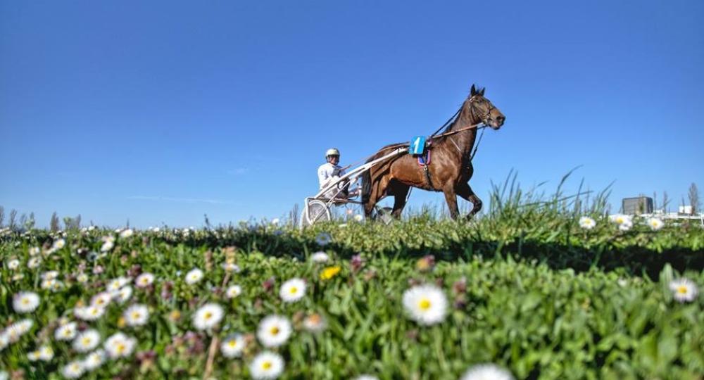 L'hippodrome d'Agen, dans le Lot-et-Garonne, renouvelle sa labellisation EquuRES Hippodrome à l'échelon Engagement !