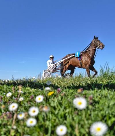 L'hippodrome d'Agen, dans le Lot-et-Garonne, renouvelle sa labellisation EquuRES Hippodrome à l'échelon Engagement !