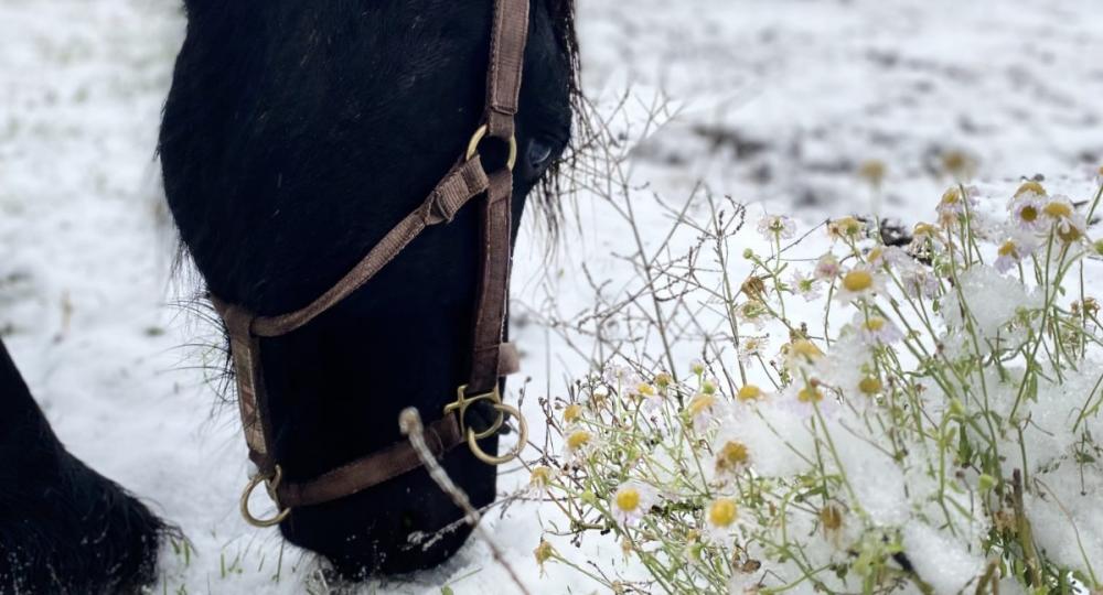 Préserver la biodiversité en hiver